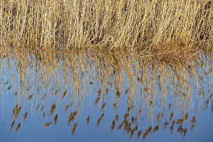 Reeds In Water Prints: Reeds reflected in the water in the floodplain along the Oder river