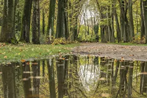 Row Of Trees Prints: Reflection of an avenue of trees