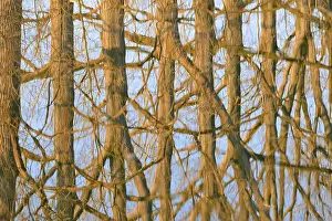 Deciduous Trees Reflection Prints: Reflection of deciduous trees on the water surface
