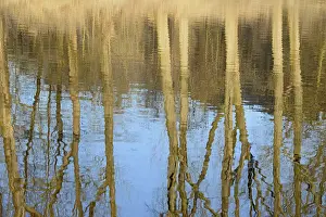 German Waterfront Landscape Prints: Reflection of deciduous trees on the water surface