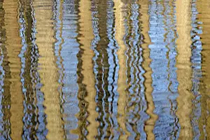 German Water Reflections Prints: Reflection of deciduous trees on the water surface