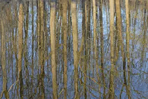 German Waterfront Scene Prints: Reflection of deciduous trees on the water surface