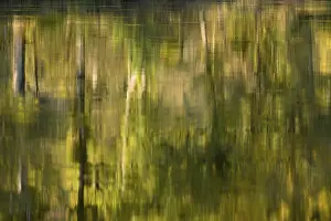 Rhineland Palatinate Waterfront Prints: Reflection of deciduous trees on the water surface