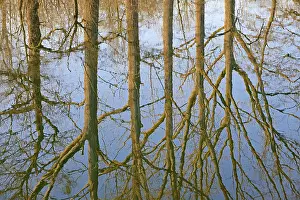 Central European Nature Scenery Prints: Reflection of deciduous trees on the water surface