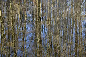 German Waterfront Landscape Prints: Reflection of deciduous trees on the water surface