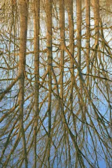 Reflections On The Water Europe Prints: Reflection of deciduous trees on the water surface