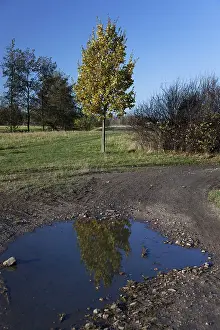Saxony Germany Nature Scene Prints: Reflection of an Oak (Quercus) in a puddle