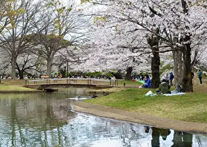 Cherry Blossom Tokyo Prints: Reflection in a pond, cherry trees blooming in spring