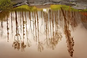 Prints of Reflection of tall trees in the small pond in autumn in Java, Indonesia Lake Prints: Autumn Reflection Print in Java, Indonesia