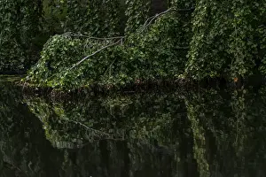 European Beech Fagus Sylvatica Prints: Reflection, texture, green beech (Fagus sylvatica)