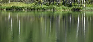 Tree Reflections In Water Prints: Reflection of trees in the lake