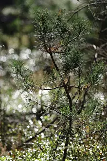 Ecofriendly Environment Protection Prints: Reforestation, small pine tree