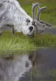 Prints of Reindeer drinking Caribou Prints: Reindeer Drinking at Water's Edge Print
