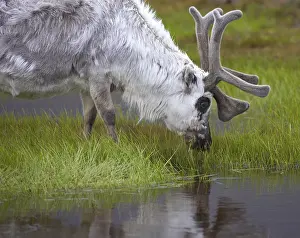 Prints of Reindeer drinking Caribou Prints: Reindeer Drinking Print