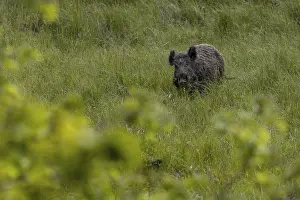 Even Toed Ungulate Behavior Prints: In a very remote, quiet area