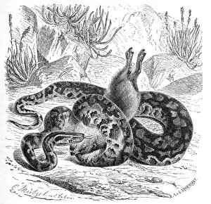 Reptiles, Southern rock python (Python natalensis) is a species of snake in the python family