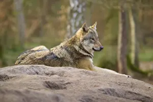 Central European Wildlife Images Prints: Resting wolf on a hill in the forest