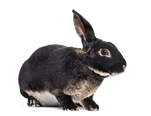 Studio Shot Of A Pet Prints: Rex rabbit sitting against white background