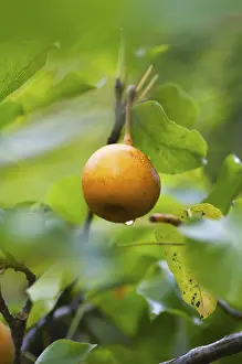 Deserted Fruit Stand Prints: Rhino pears on the tree