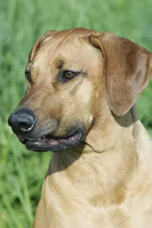 Rhodesian Ridgeback Prints: Rhodesian Ridgeback Print