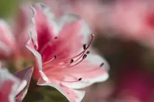 Pink Flowering Bush Prints: Rhododendron