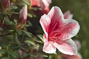 Pink Flowering Bush Prints: Rhododendron