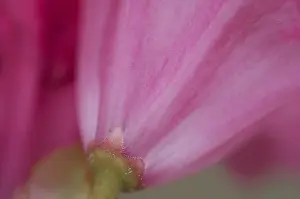 Rhododendron In Full Bloom Prints: Rhododendron