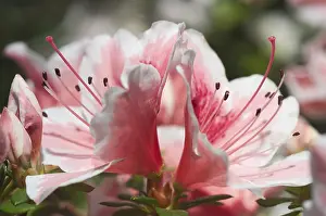 Pink Flowering Bush Prints: Rhododendron