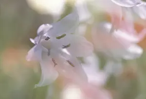 Rhododendron Flower Prints: Rhododendron