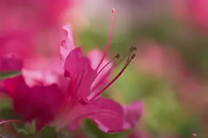 Detailed Petal View Prints: Rhododendron
