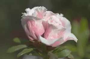 White Rhododendron Flower Prints: Rhododendron
