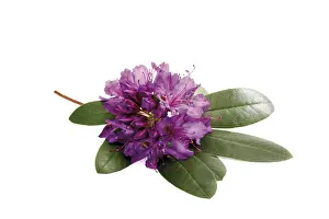 Rhododendron Blossom Prints: Rhododendron