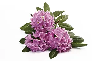 Purple Flowering Plant Prints: Rhododendron