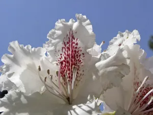 Decorative Plant Prints: Rhododendron Progres'
Rhododendron Progres