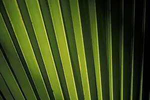 Palm Leaf Structure Prints: Rib structure of palm leaf (Coco de Mer)