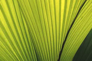 Palm Leaf Structure Prints: Rib structure of palm leaf (Coco de Mer)