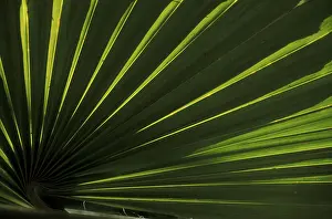 Palm Leaf Structure Prints: Rib structure of palm leaf (Coco de Mer)