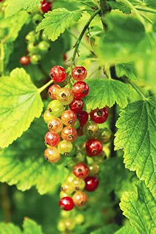 Ribes Rubrum Plant Prints: Ribes rubrum, shrub with berries