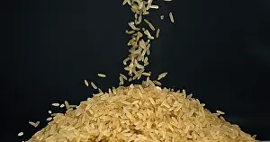 Deserted Rice Field Prints: Rice falling against Black Background