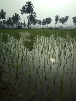 Atmospheric Evening Light Photography Prints: Rice fields at sunset evening light