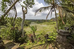 Atmospheric Evening Sky Photography Prints: Rice terraces in the evening light