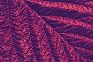 Detailed Macro Photography Prints: Rich maroon macro leaf texture