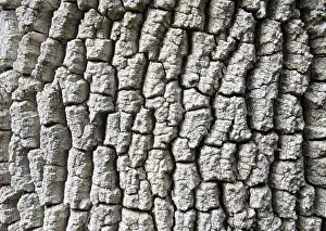 No People Close Up Shot Prints: Rind closeup background