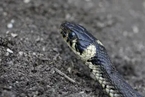 No People In The Wild Prints: ring snake