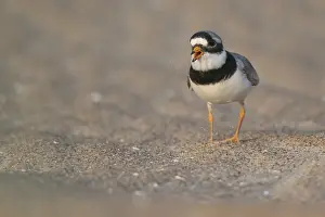 Ringed Plover Prints: Ringed Plover (Charadrius hiaticula)