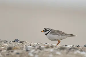 Charadriid Bird Species Prints: Ringed Plover (Charadrius hiaticula)