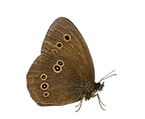 Aphantopus Hyperantus Prints: Ringlet, Aphantopus hyperantus in front of a white background