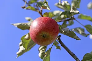 Deserted Orchard Prints: Ripe apple on the tree