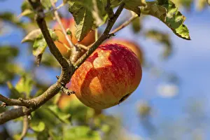 Deciduous Tree Detail Prints: Ripe apple on the tree