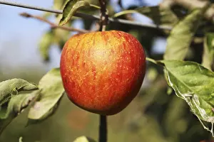 Deciduous Tree Fruit Prints: Ripe apple on the tree